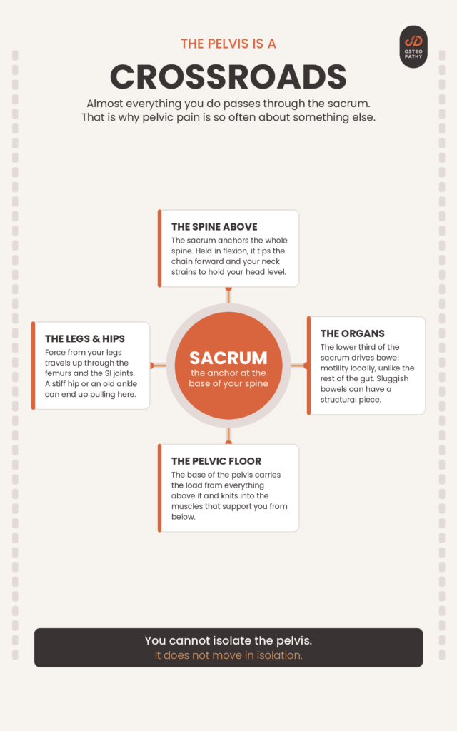 Why Almost Every Pelvic Pain and Sacral Problem Starts Somewhere Else 2 Infographic showing the sacrum as a crossroads connecting the spine, legs, organs, and pelvic floor